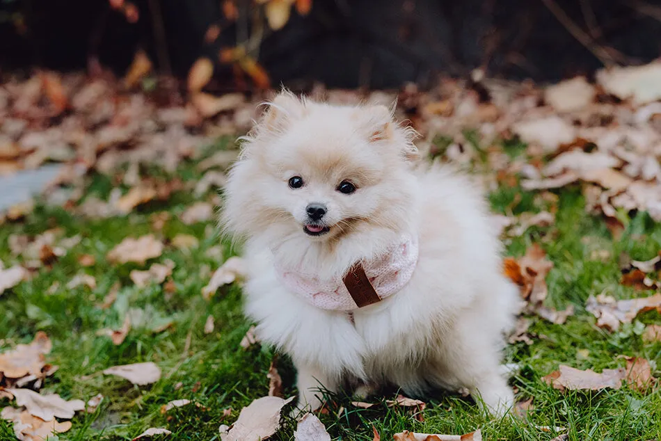 Bowl and Bone Luxury Chimney Dog Scarf Ecru