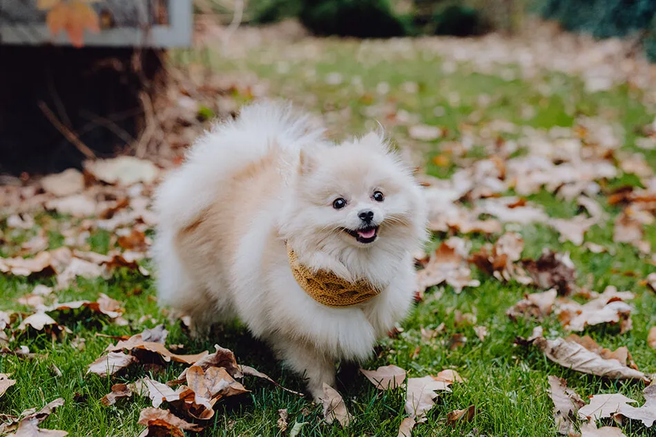 Bowl and Bone Luxury Chimney Dog Scarf Ecru
